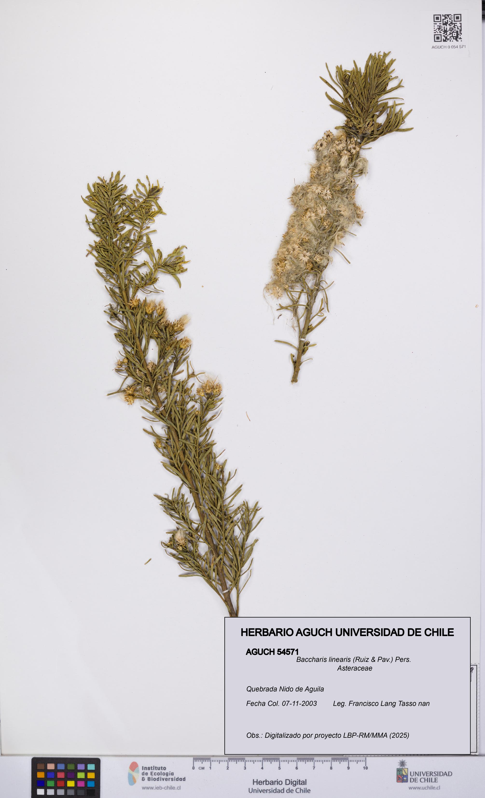 Baccharis linearis [Espécimen: UCH:AGUCH:0054571]