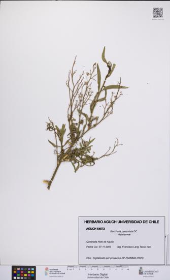 Baccharis paniculata [Espécimen: UCH:AGUCH:0054572]