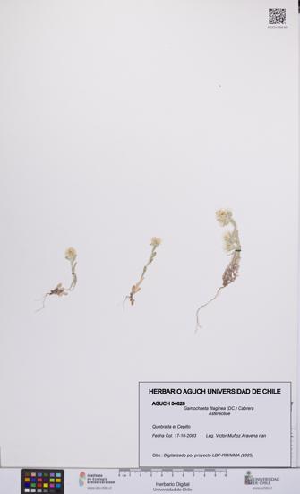 Gamochaeta filaginea [Espécimen: UCH:AGUCH:0054628]