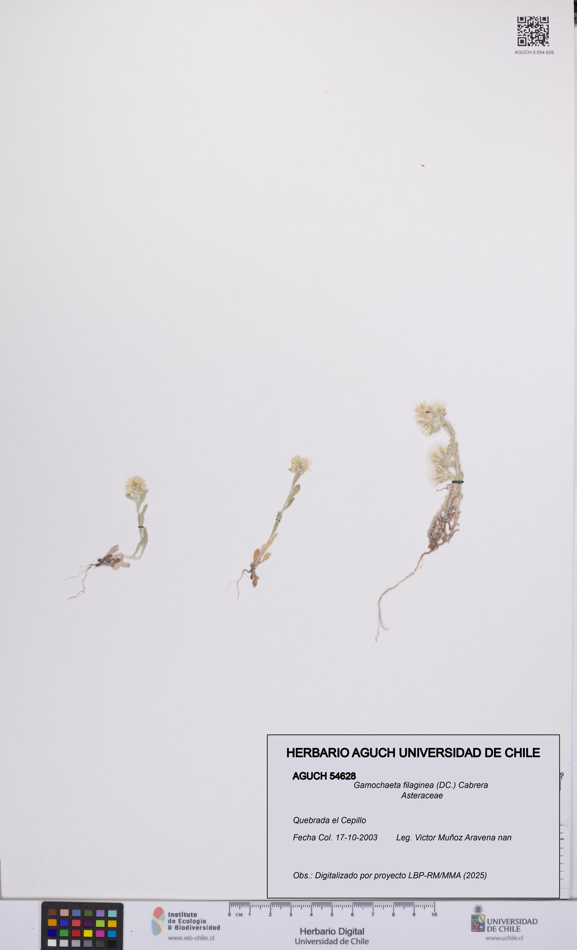 Gamochaeta filaginea [Espécimen: UCH:AGUCH:0054628]