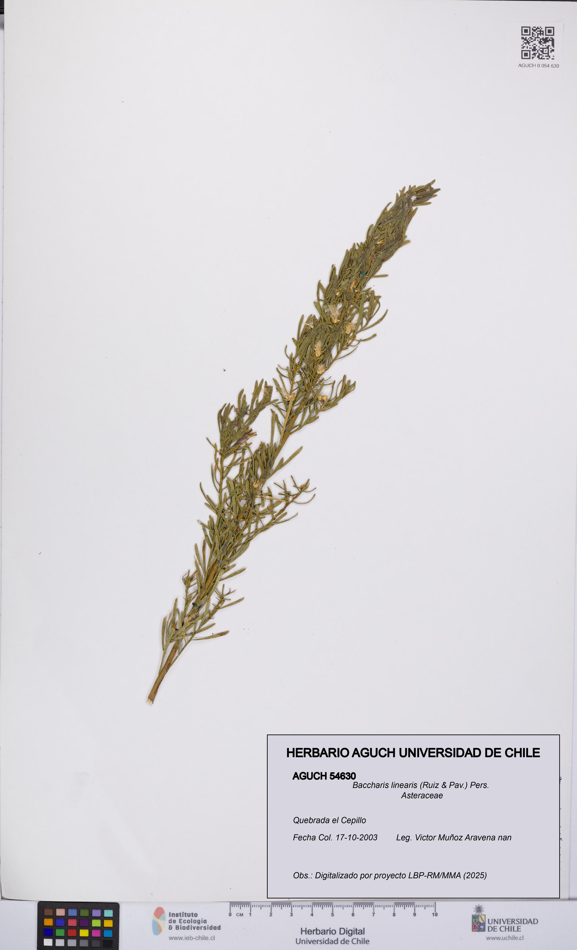 Baccharis linearis [Espécimen: UCH:AGUCH:0054630]