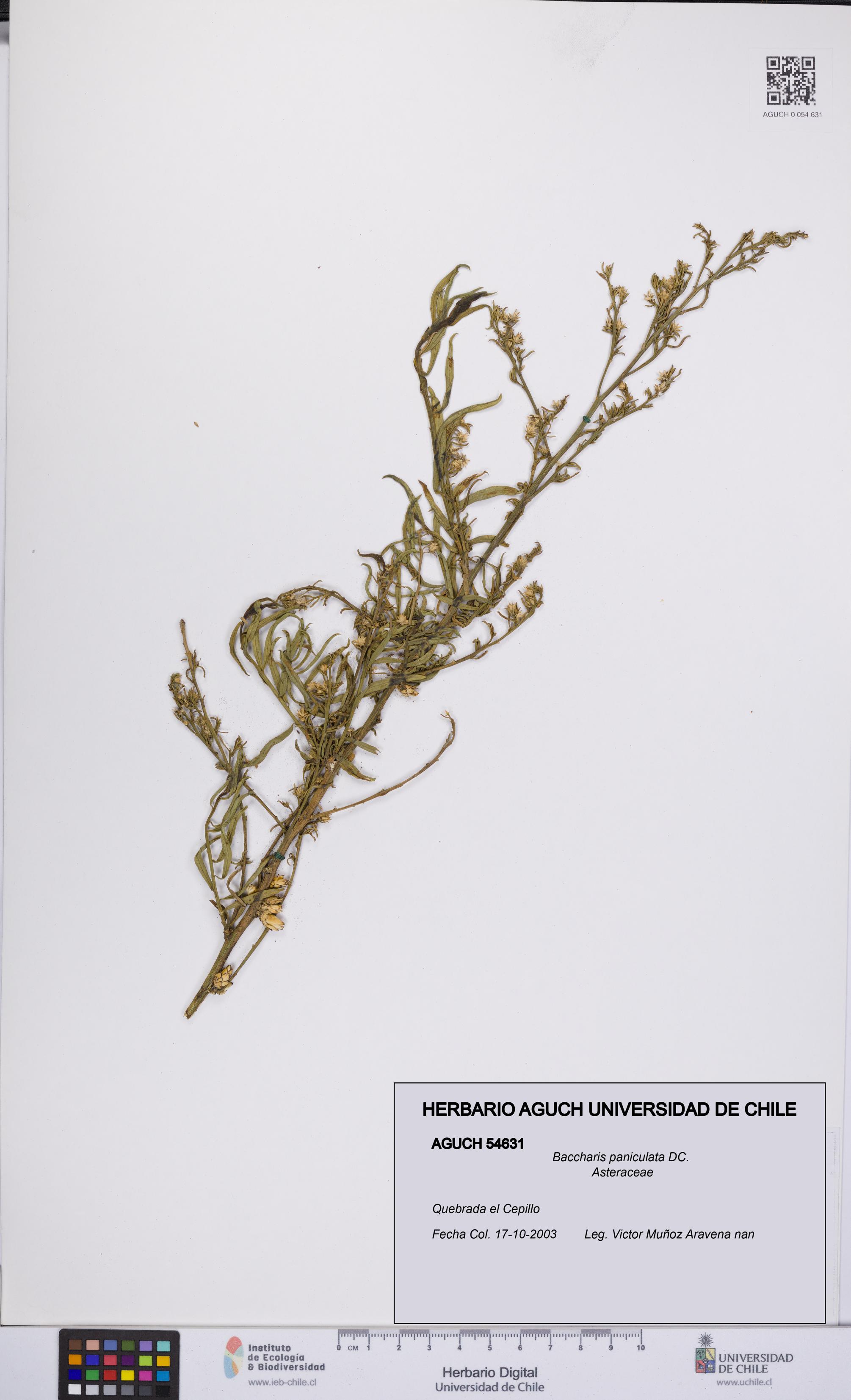 Baccharis paniculata [Espécimen: UCH:AGUCH:0054631]