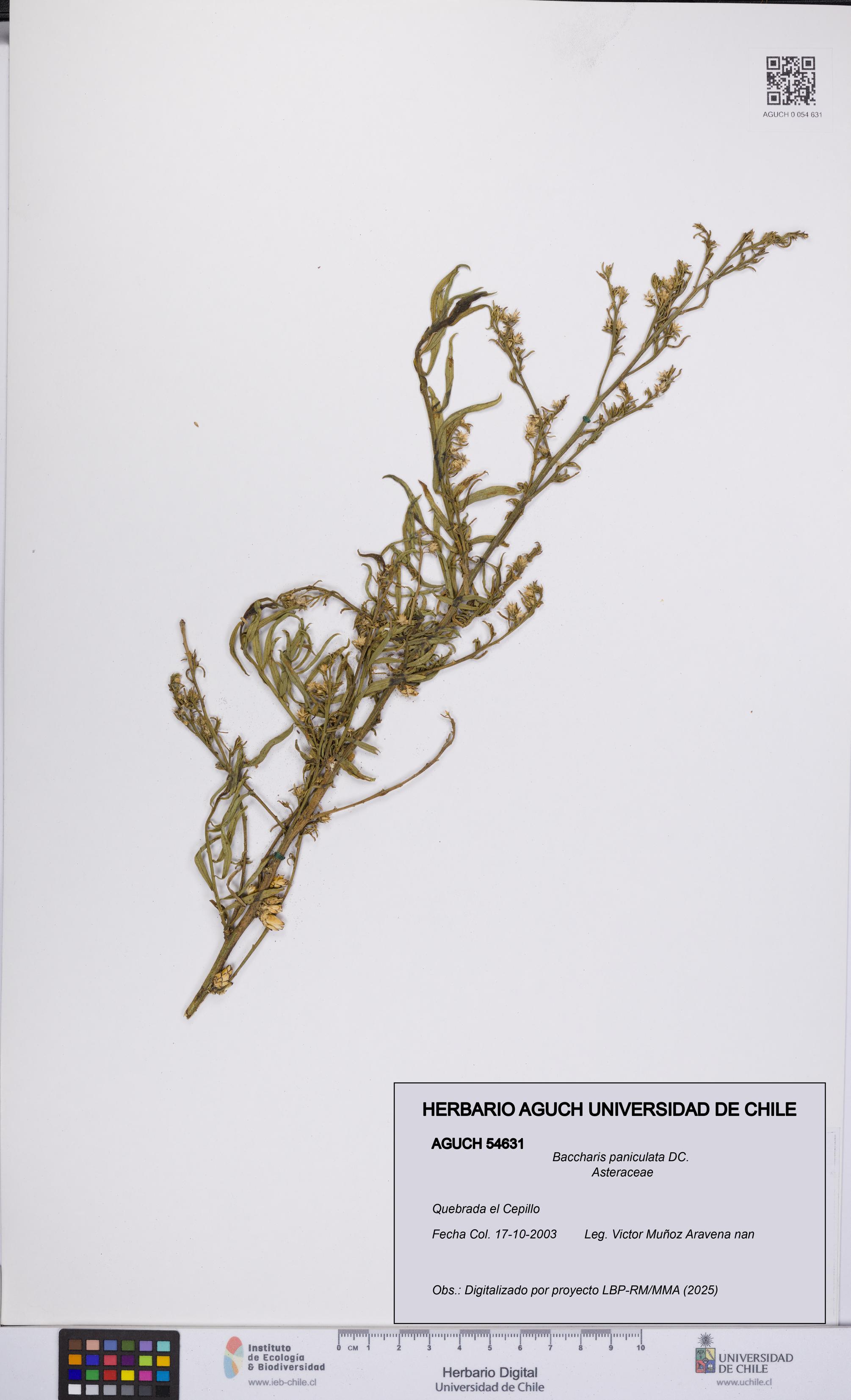 Baccharis paniculata [Espécimen: UCH:AGUCH:0054631]