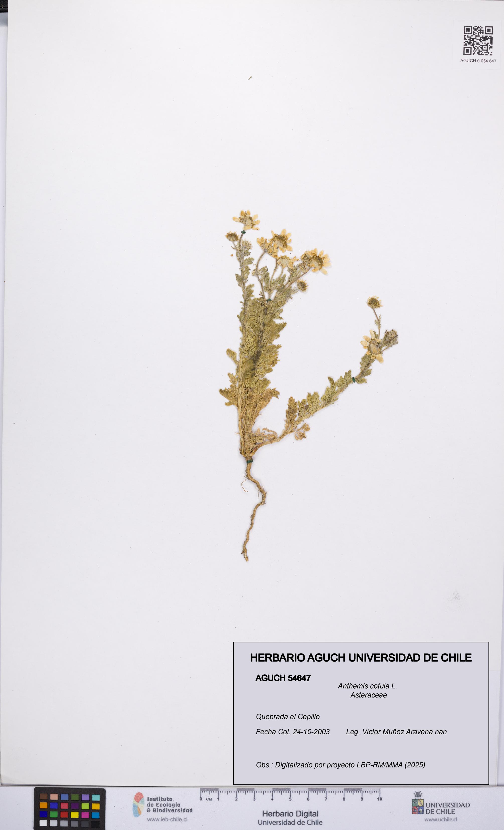 Anthemis cotula [Espécimen: UCH:AGUCH:0054647]