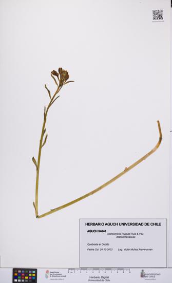 Alstroemeria revoluta [Espécimen: UCH:AGUCH:0054648]