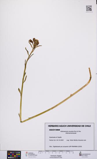 Alstroemeria revoluta [Espécimen: UCH:AGUCH:0054648]