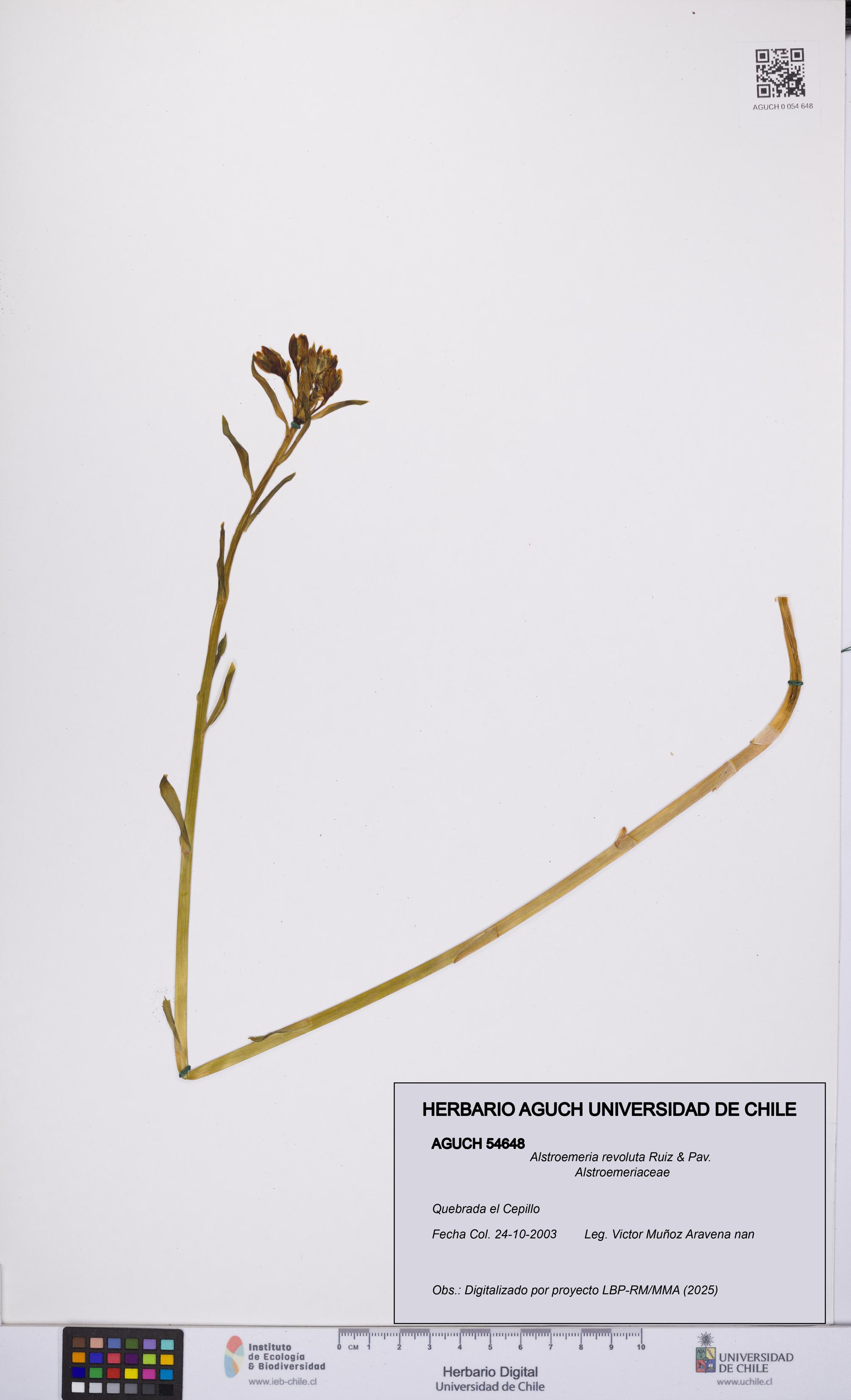 Alstroemeria revoluta [Espécimen: UCH:AGUCH:0054648]