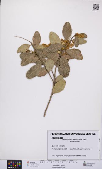 Lithrea caustica [Espécimen: UCH:AGUCH:0054651]