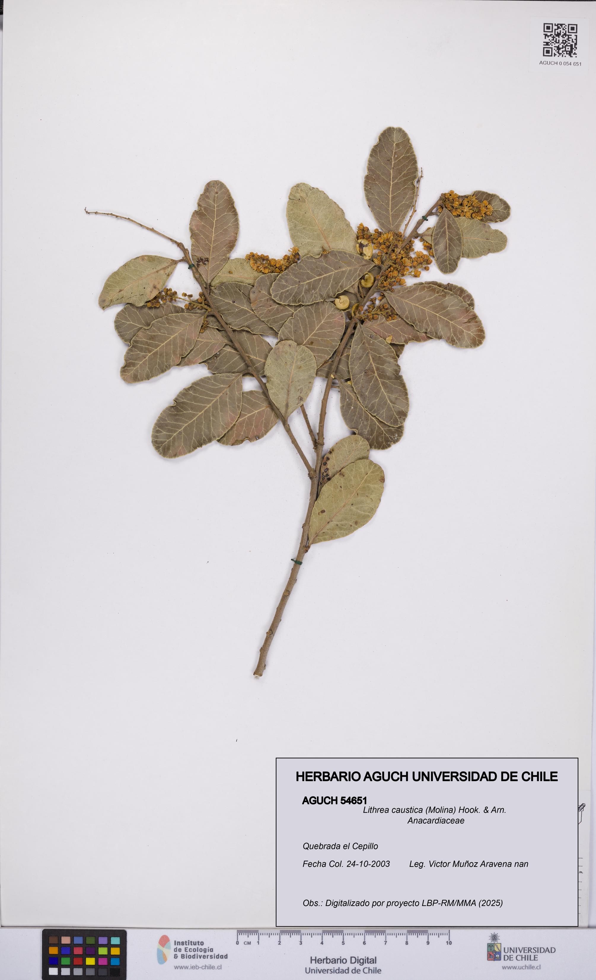 Lithrea caustica [Espécimen: UCH:AGUCH:0054651]