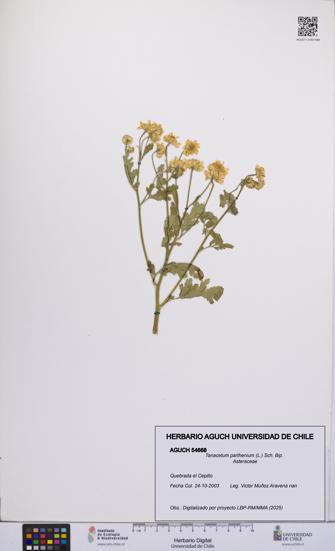 Tanacetum parthenium [Espécimen: UCH:AGUCH:0054668]