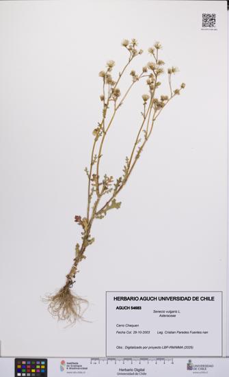Senecio vulgaris [Espécimen: UCH:AGUCH:0054683]