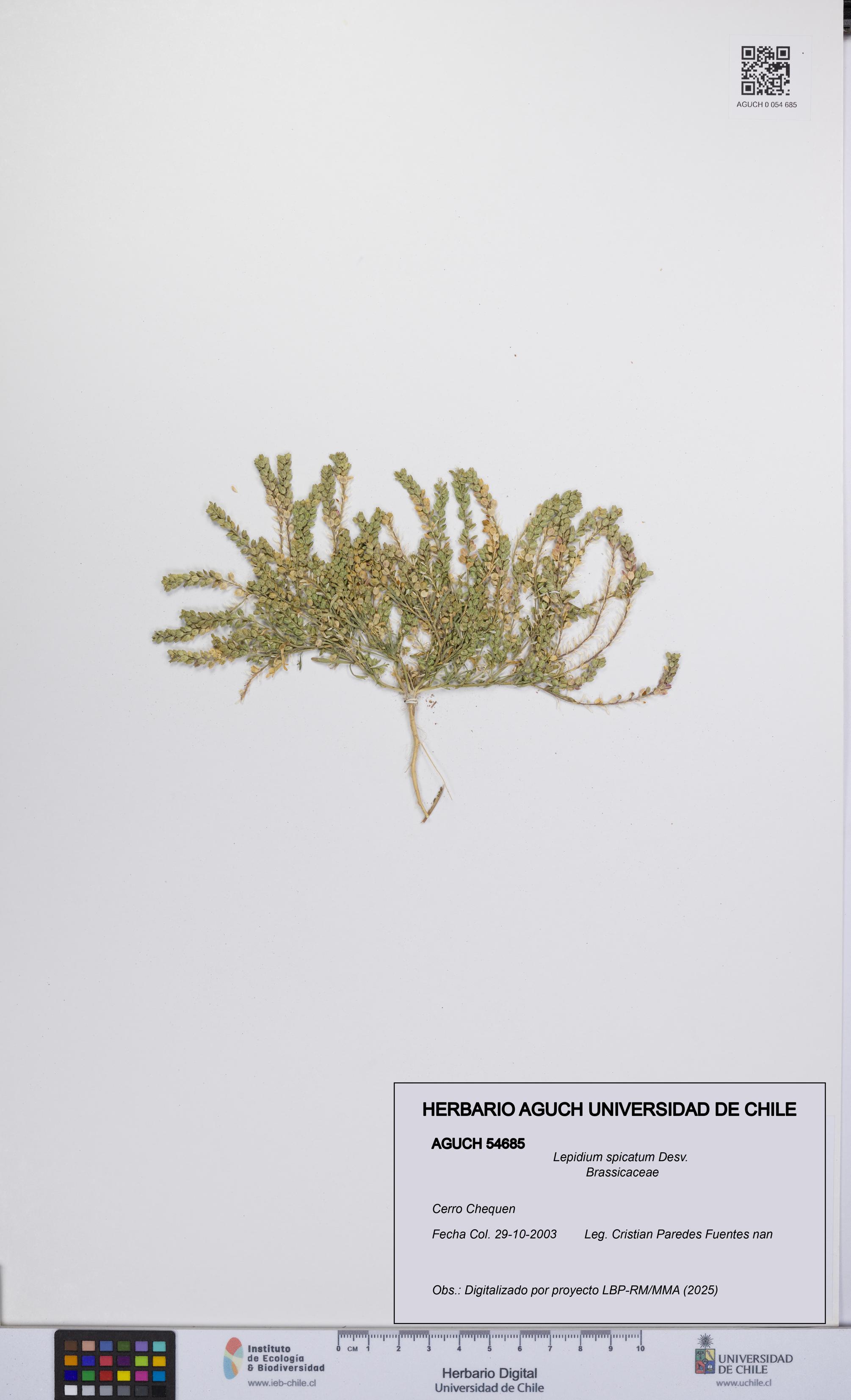 Lepidium spicatum [Espécimen: UCH:AGUCH:0054685]