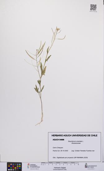Sisymbrium orientale [Espécimen: UCH:AGUCH:0054686]
