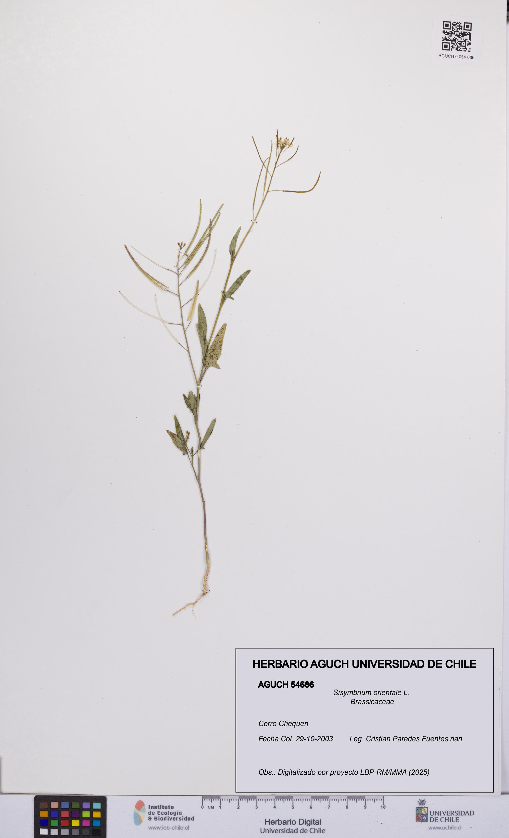 Sisymbrium orientale [Espécimen: UCH:AGUCH:0054686]