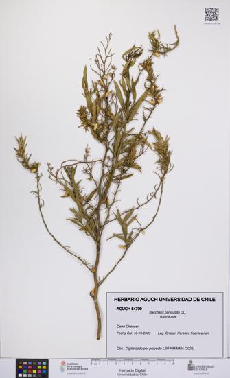 Baccharis paniculata [Espécimen: UCH:AGUCH:0054709]