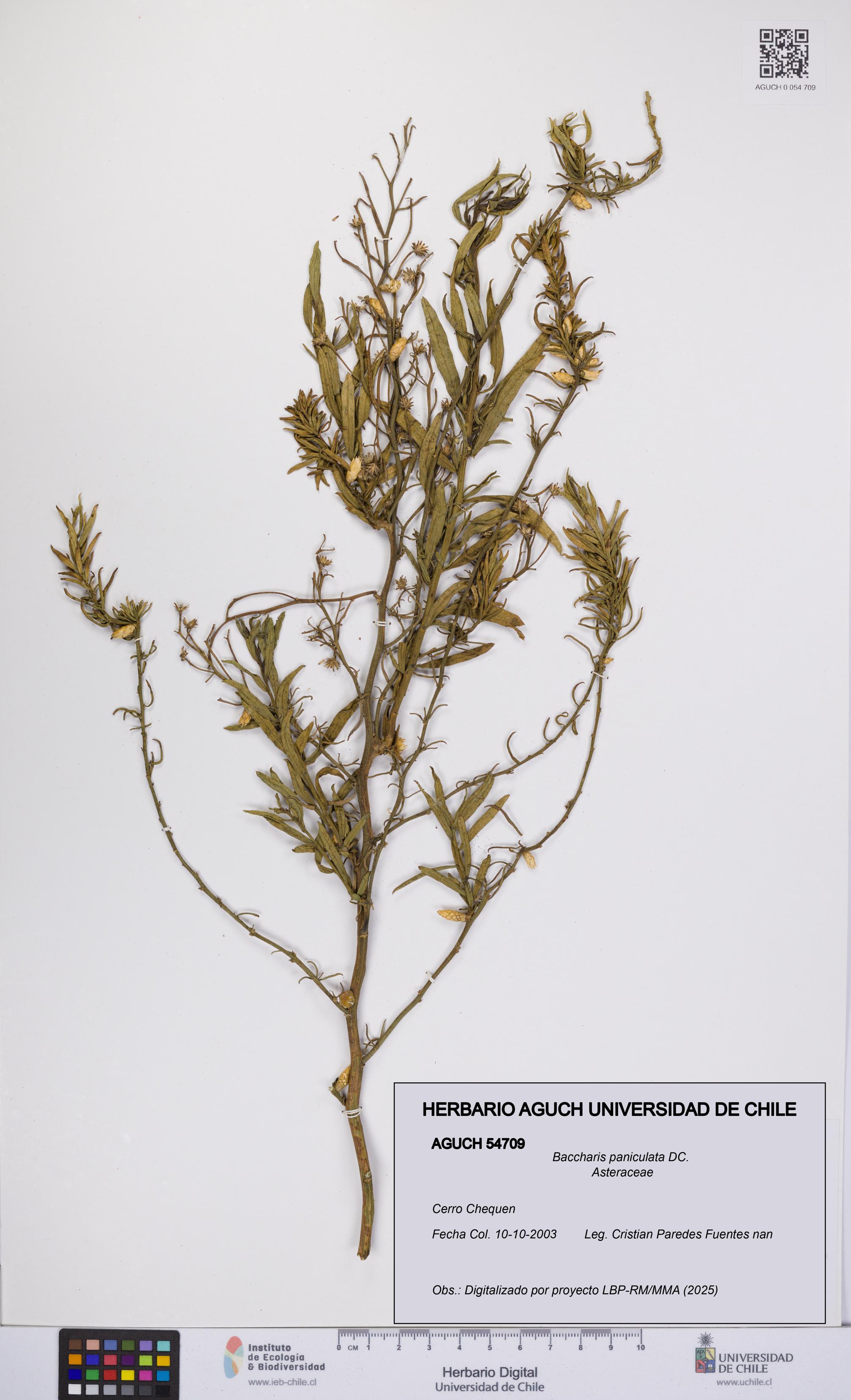 Baccharis paniculata [Espécimen: UCH:AGUCH:0054709]