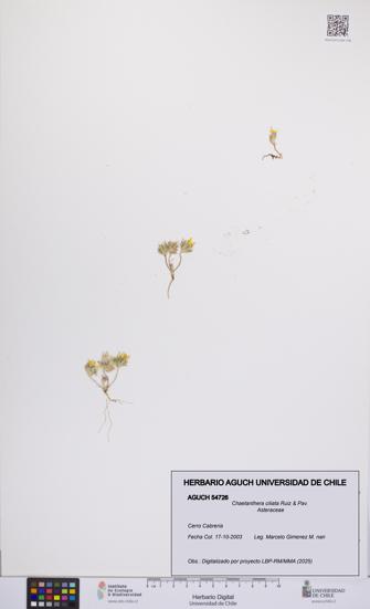 Chaetanthera ciliata [Espécimen: UCH:AGUCH:0054726]