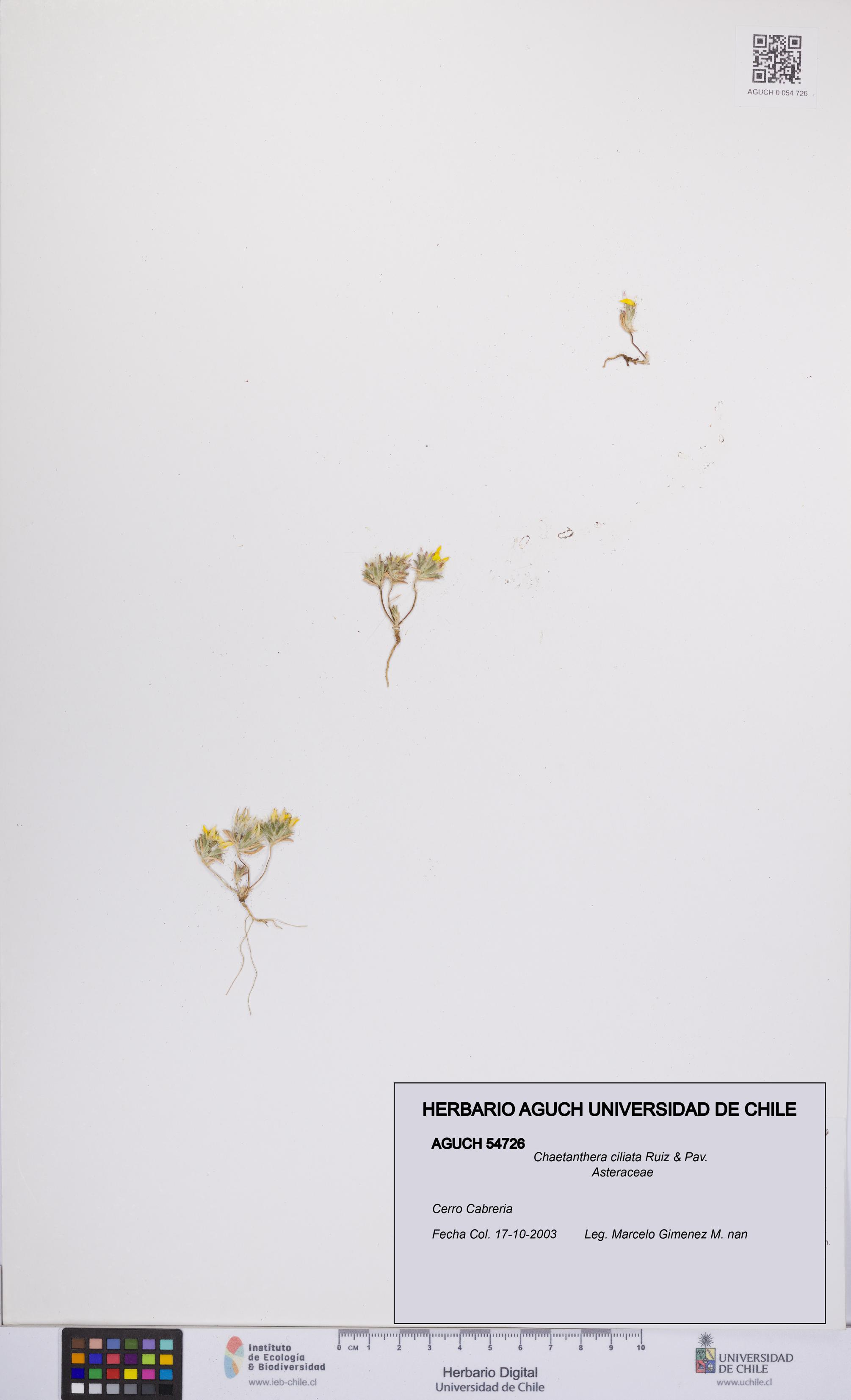 Chaetanthera ciliata [Espécimen: UCH:AGUCH:0054726]