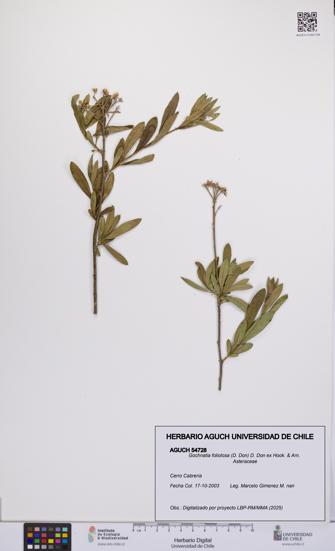 Gochnatia foliolosa [Espécimen: UCH:AGUCH:0054728]