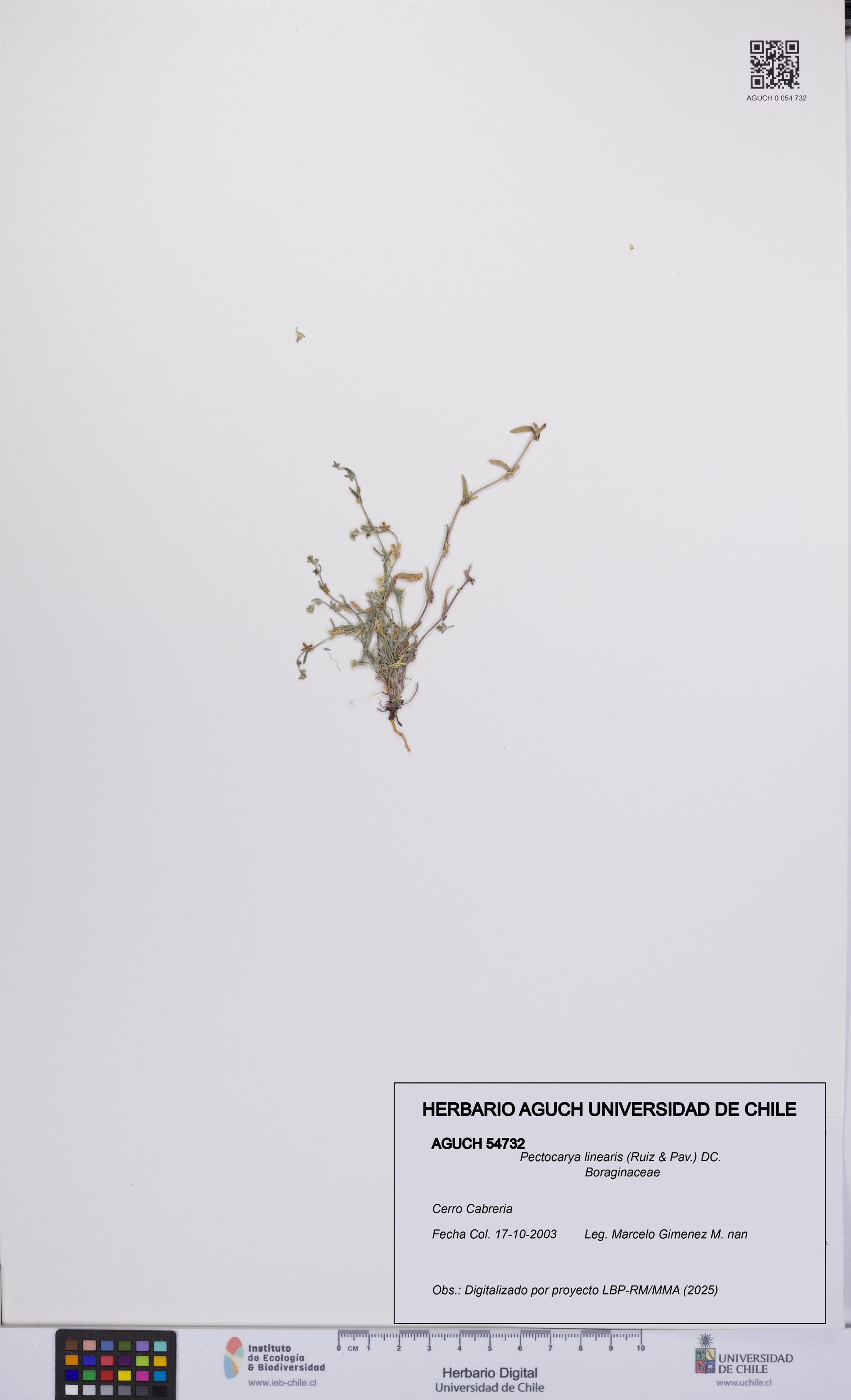 Pectocarya linearis [Espécimen: UCH:AGUCH:0054732]