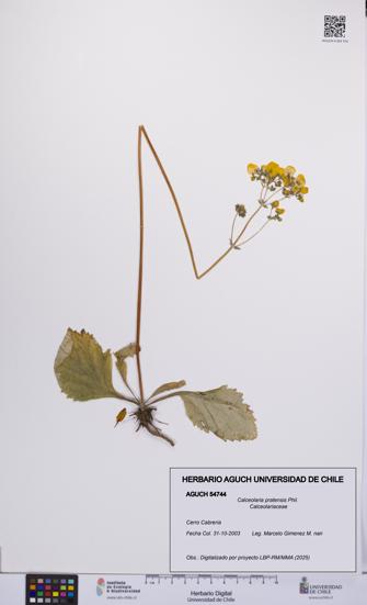 Calceolaria pratensis [Espécimen: UCH:AGUCH:0054744]