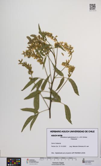 Otholobium glandulosum [Espécimen: UCH:AGUCH:0054756]