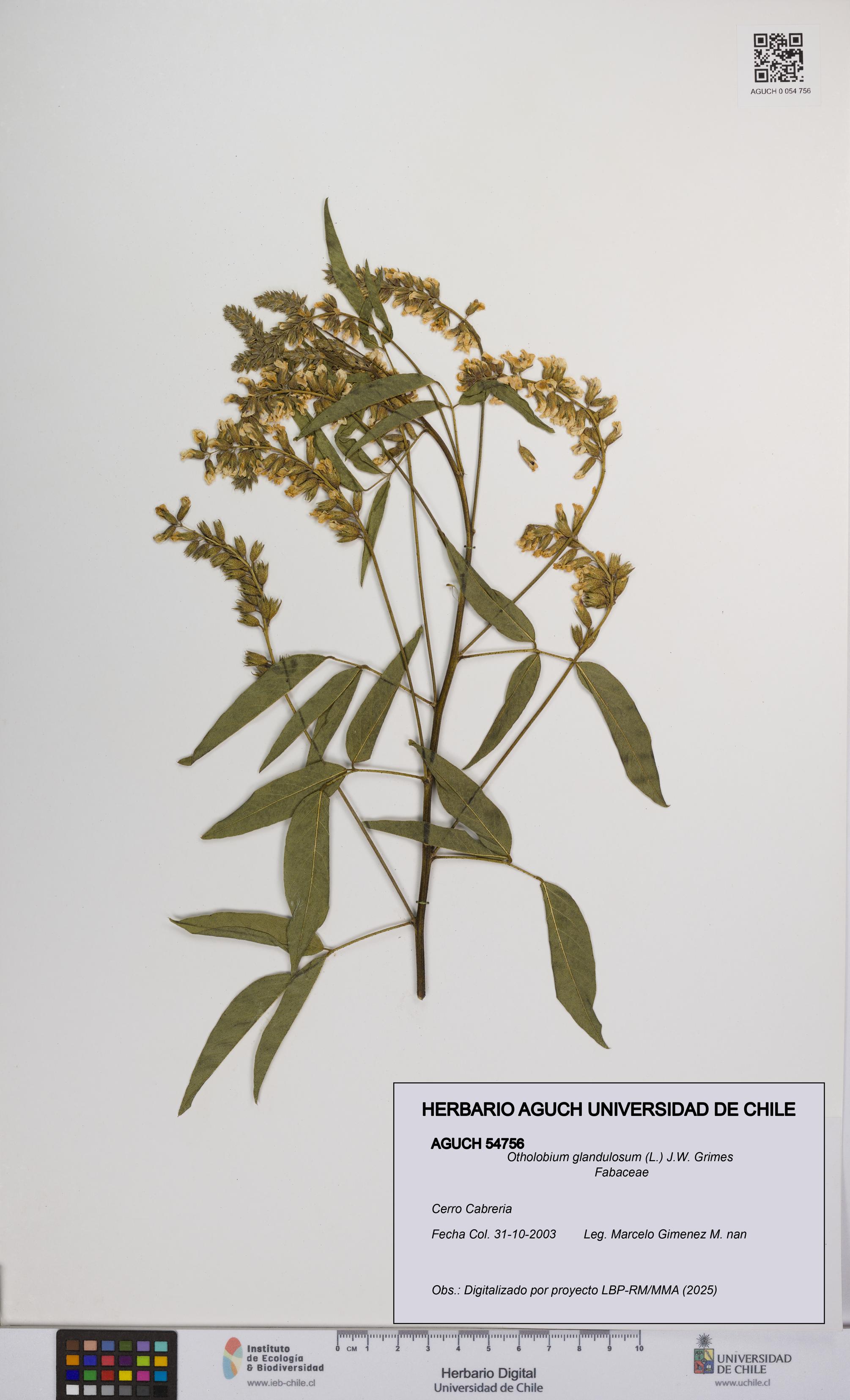 Otholobium glandulosum [Espécimen: UCH:AGUCH:0054756]