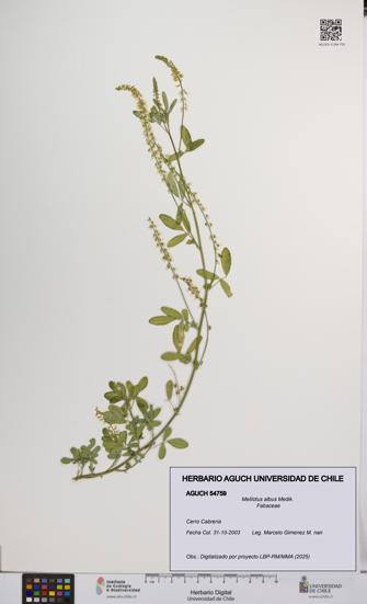Melilotus albus [Espécimen: UCH:AGUCH:0054759]