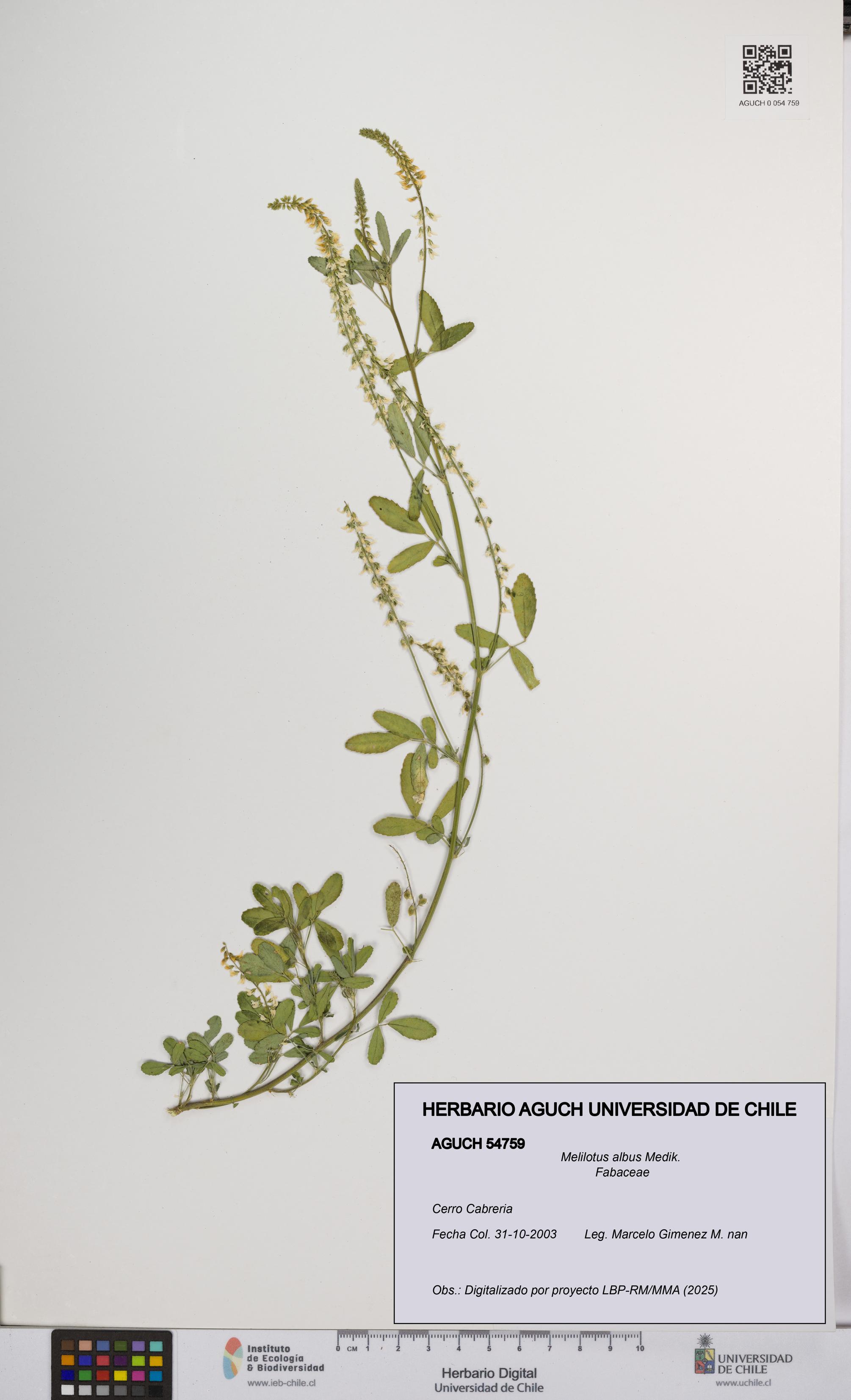 Melilotus albus [Espécimen: UCH:AGUCH:0054759]