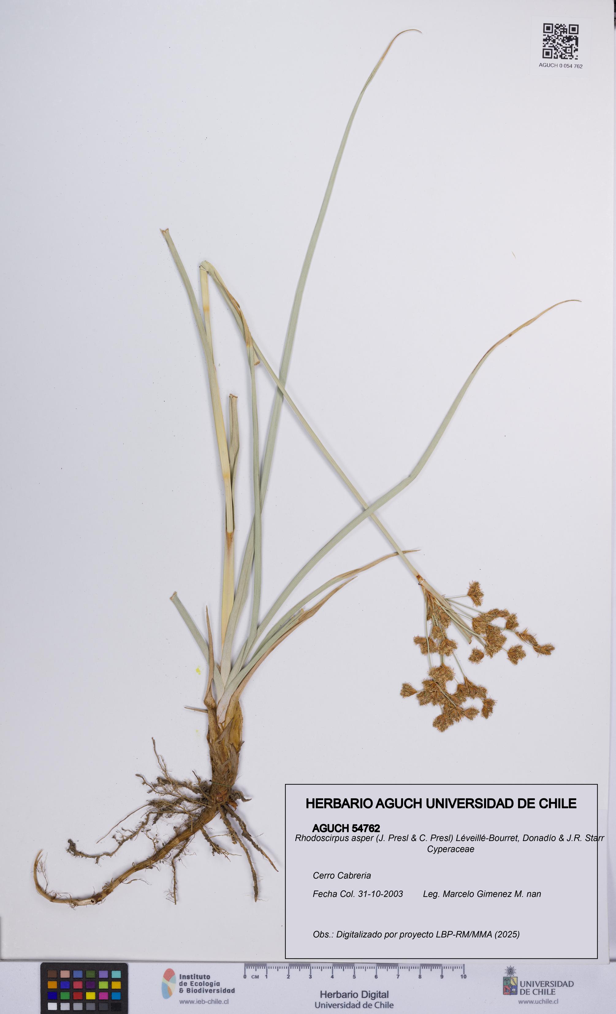 Rhodoscirpus asper [Espécimen: UCH:AGUCH:0054762]