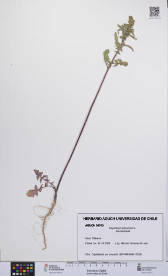 Sisymbrium altissimum [Espécimen: UCH:AGUCH:0054763]