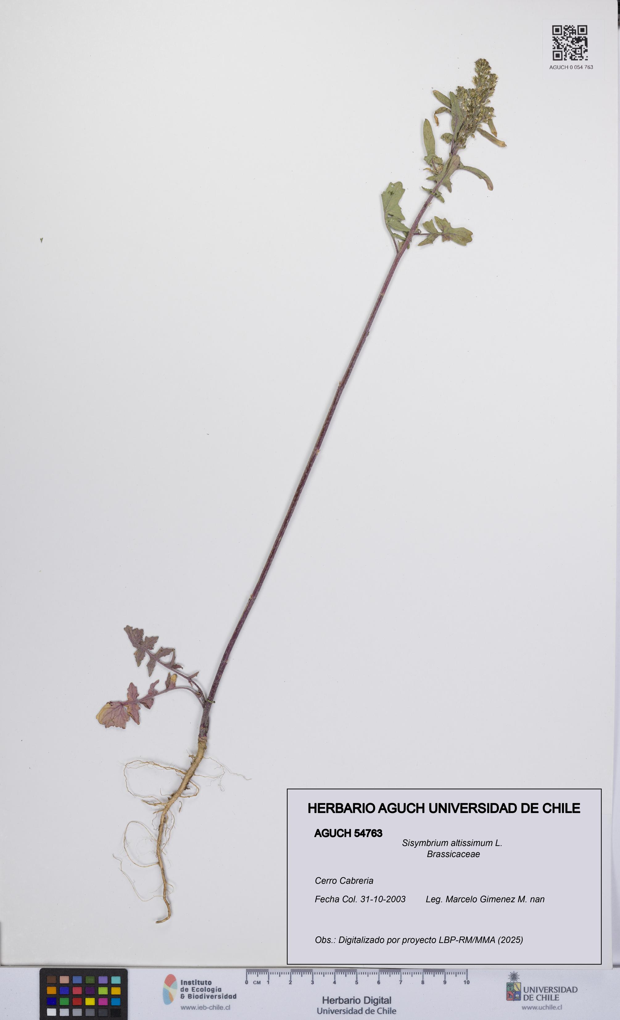 Sisymbrium altissimum [Espécimen: UCH:AGUCH:0054763]