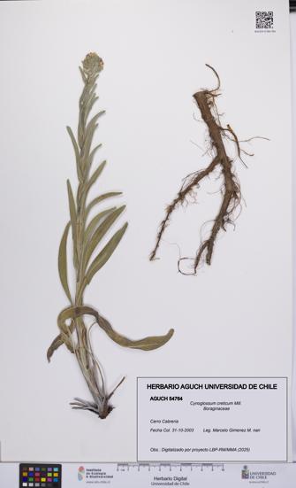 Cynoglossum creticum [Espécimen: UCH:AGUCH:0054764]