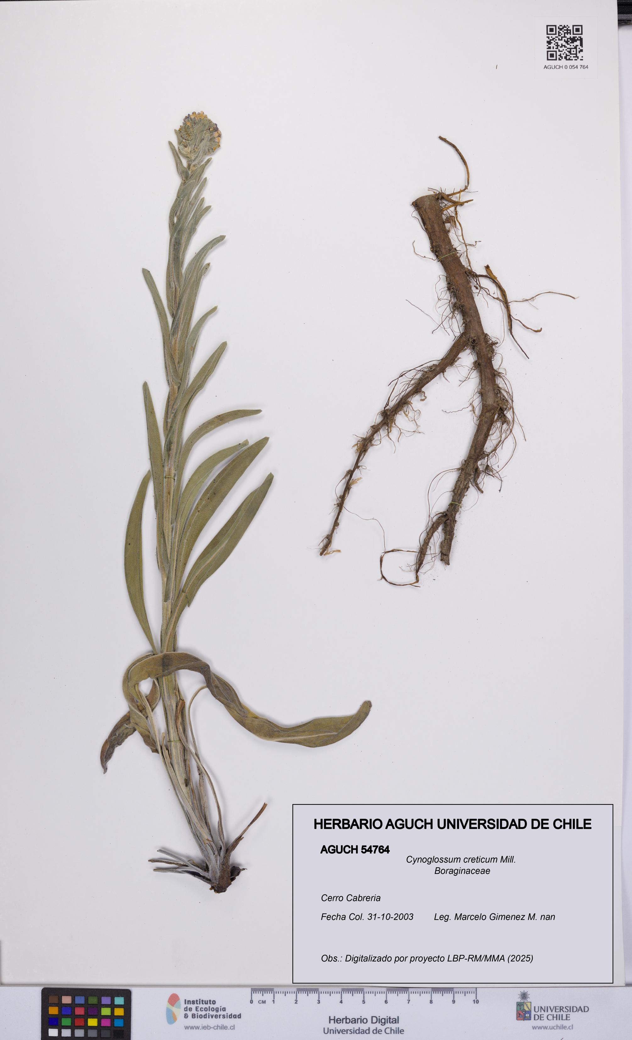 Cynoglossum creticum [Espécimen: UCH:AGUCH:0054764]