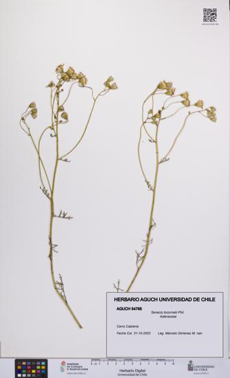 Senecio tocornalii [Espécimen: UCH:AGUCH:0054765]