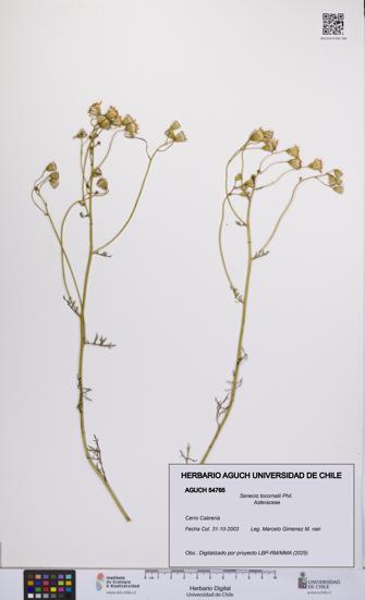 Senecio tocornalii [Espécimen: UCH:AGUCH:0054765]
