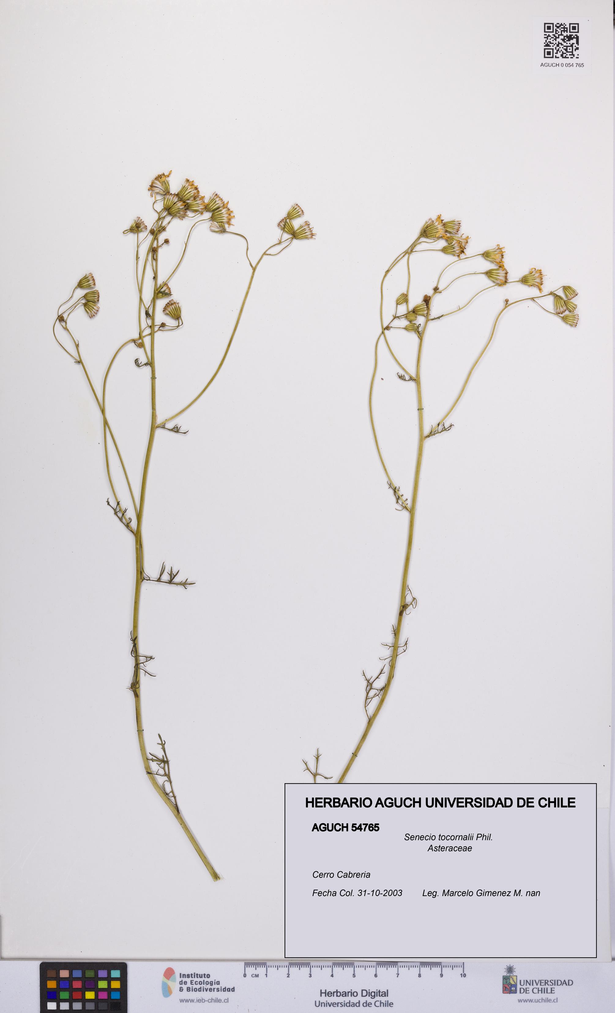 Senecio tocornalii [Espécimen: UCH:AGUCH:0054765]