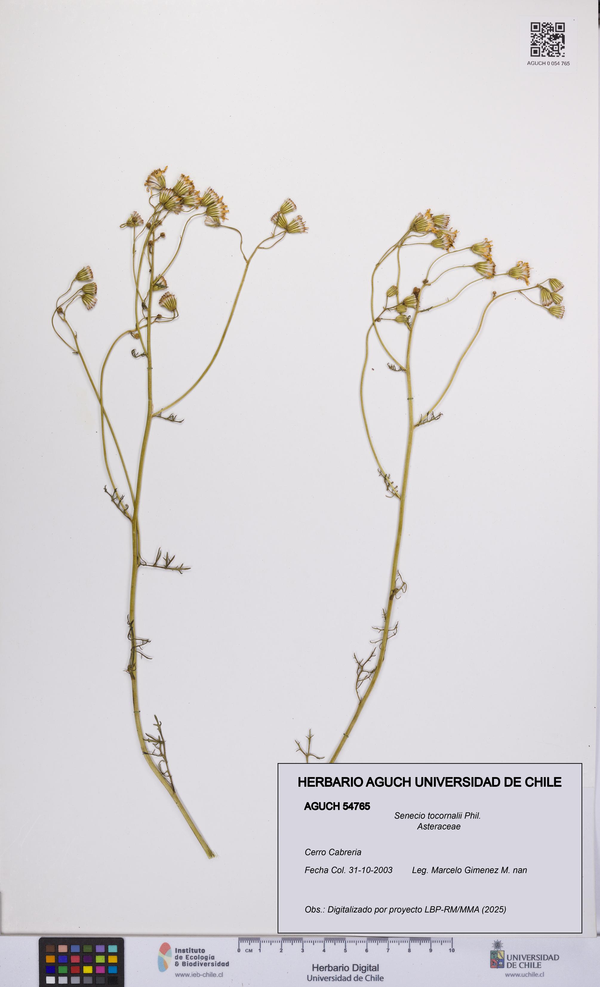 Senecio tocornalii [Espécimen: UCH:AGUCH:0054765]