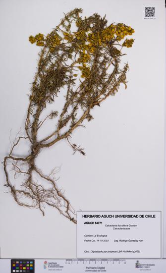 Calceolaria thyrsiflora [Espécimen: UCH:AGUCH:0054771]