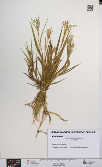Juncus cyperoides [Espécimen: UCH:AGUCH:0054786]