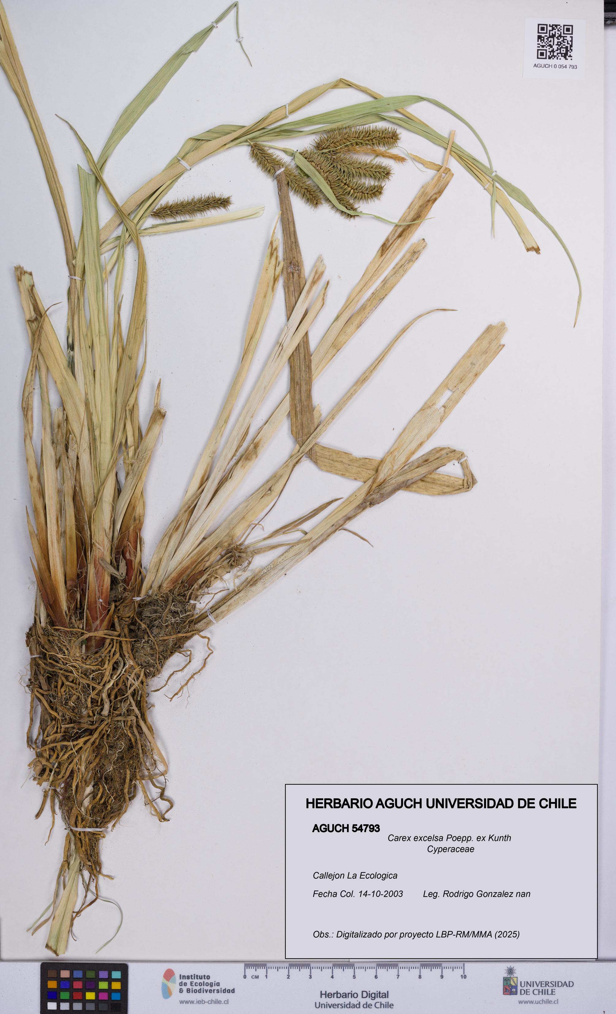 Carex excelsa [Espécimen: UCH:AGUCH:0054793]