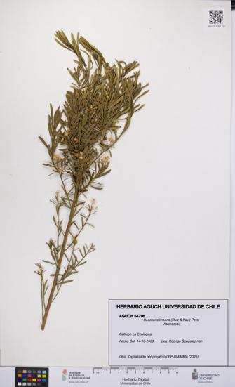 Baccharis linearis [Espécimen: UCH:AGUCH:0054796]