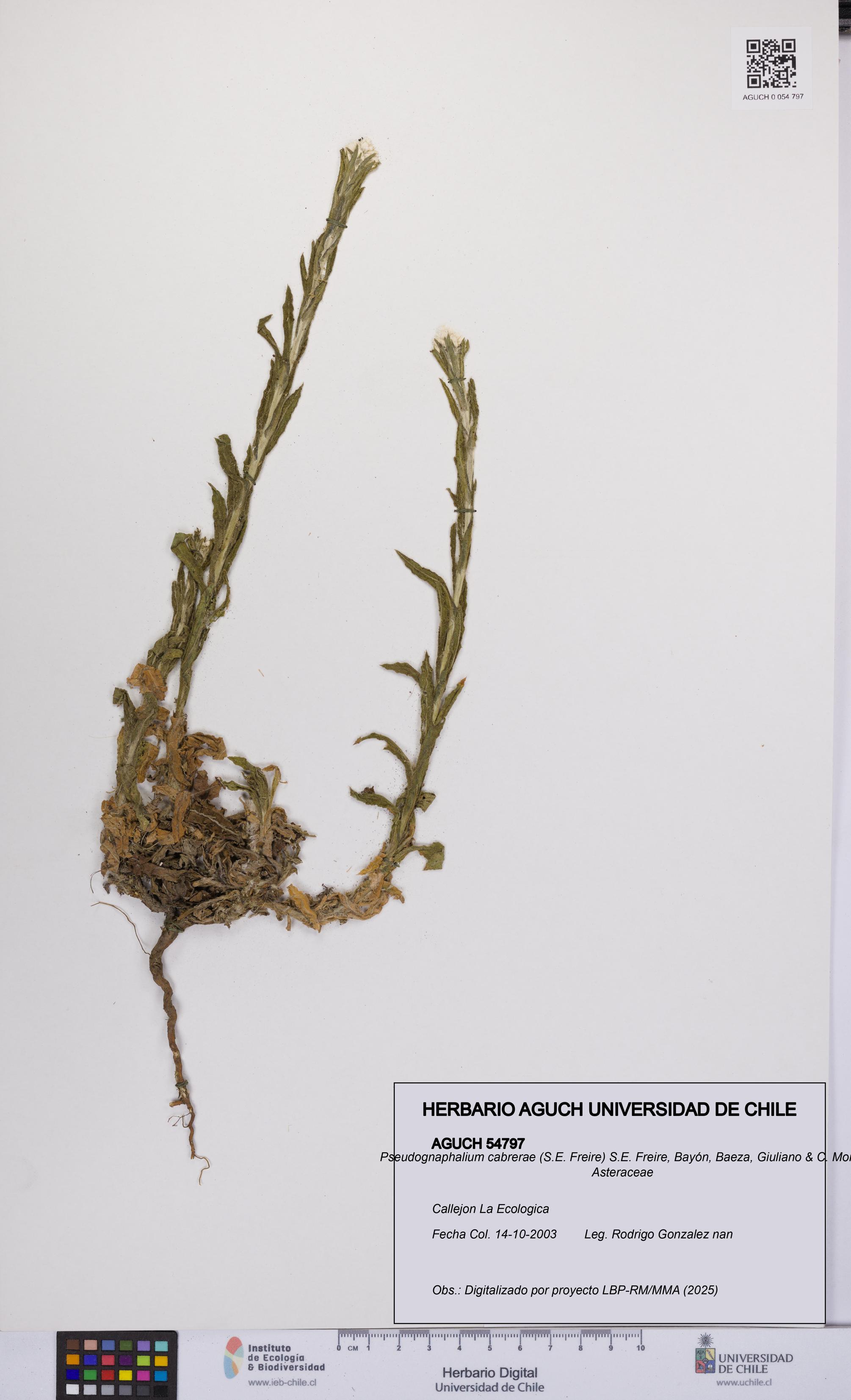 Pseudognaphalium cabrerae [Espécimen: UCH:AGUCH:0054797]
