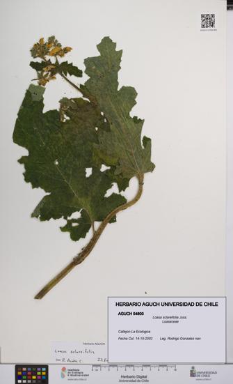 Loasa sclareifolia [Espécimen: UCH:AGUCH:0054803]
