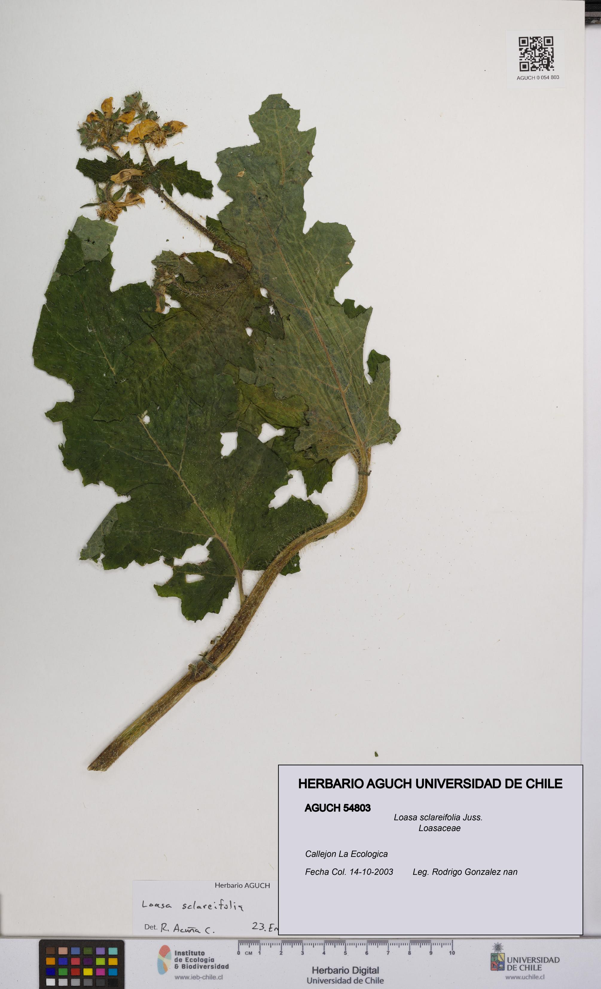 Loasa sclareifolia [Espécimen: UCH:AGUCH:0054803]