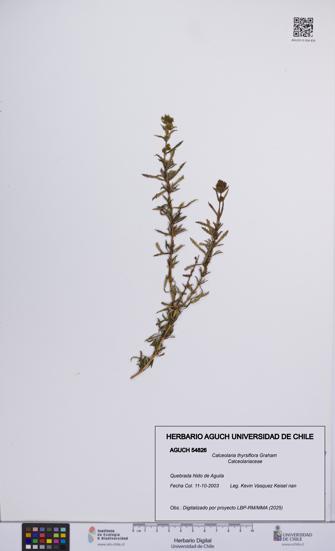 Calceolaria thyrsiflora [Espécimen: UCH:AGUCH:0054826]