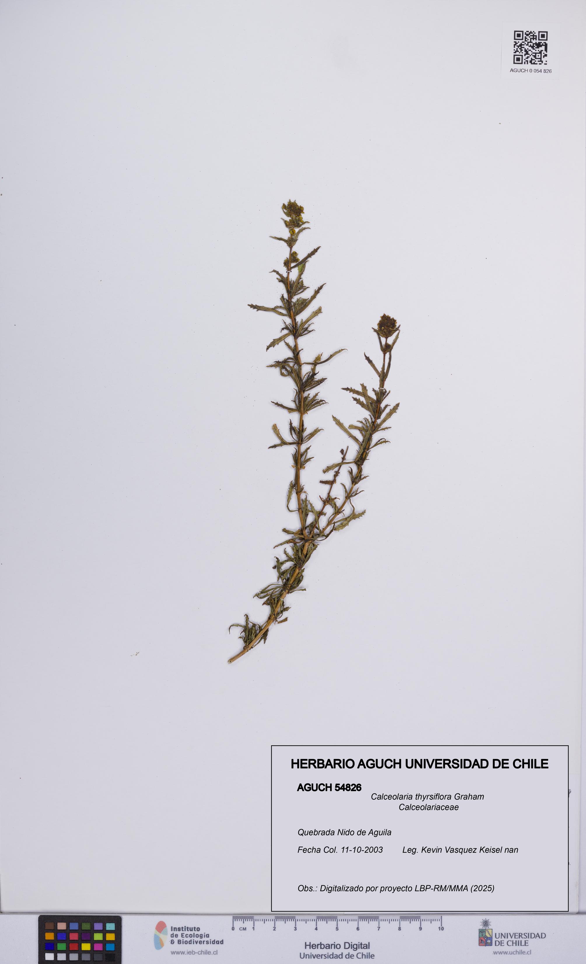 Calceolaria thyrsiflora [Espécimen: UCH:AGUCH:0054826]