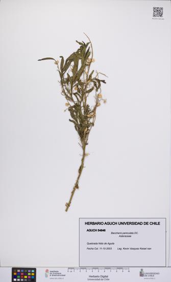 Baccharis paniculata [Espécimen: UCH:AGUCH:0054846]