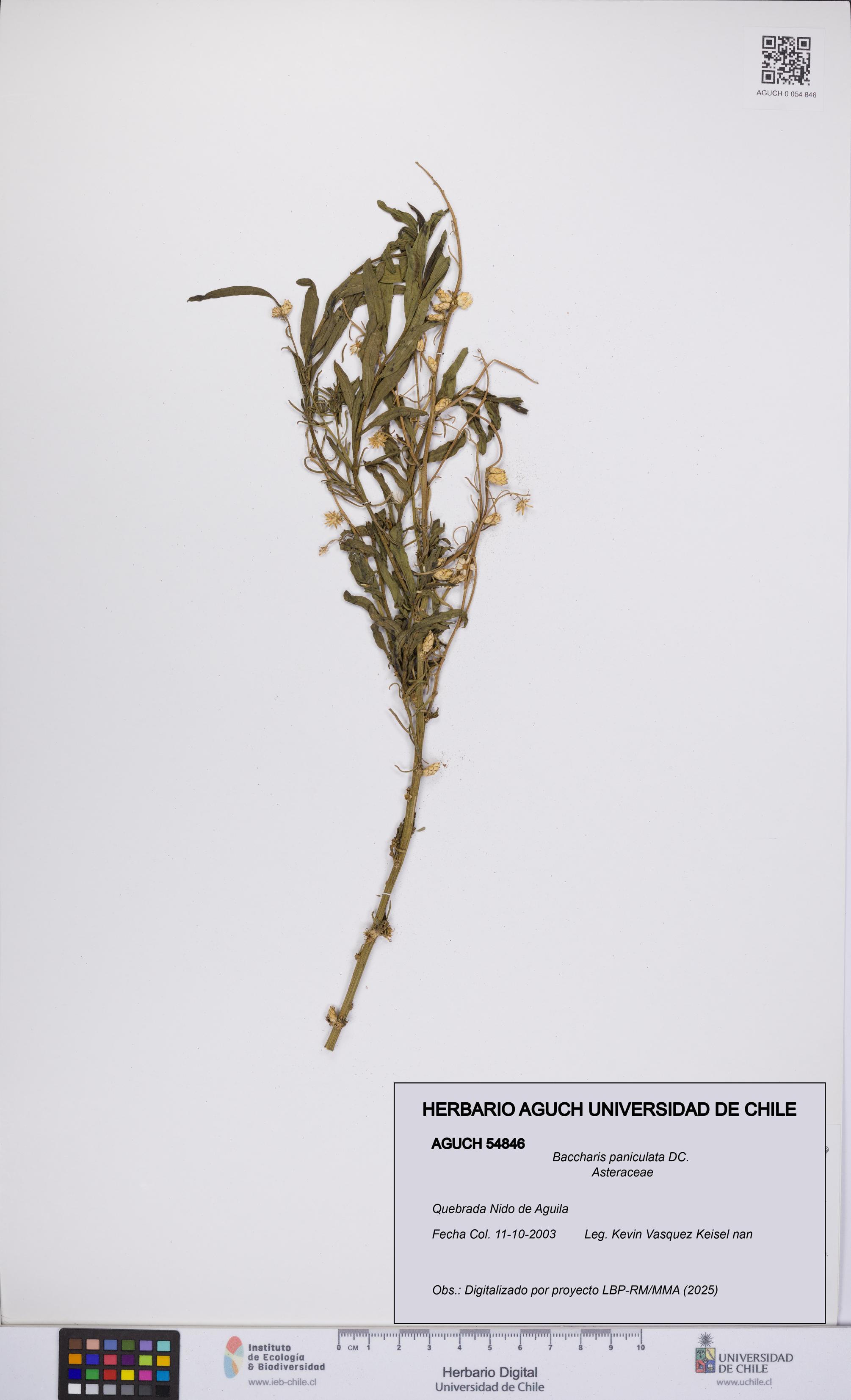 Baccharis paniculata [Espécimen: UCH:AGUCH:0054846]