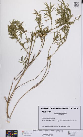 Baccharis paniculata [Espécimen: UCH:AGUCH:0054870]